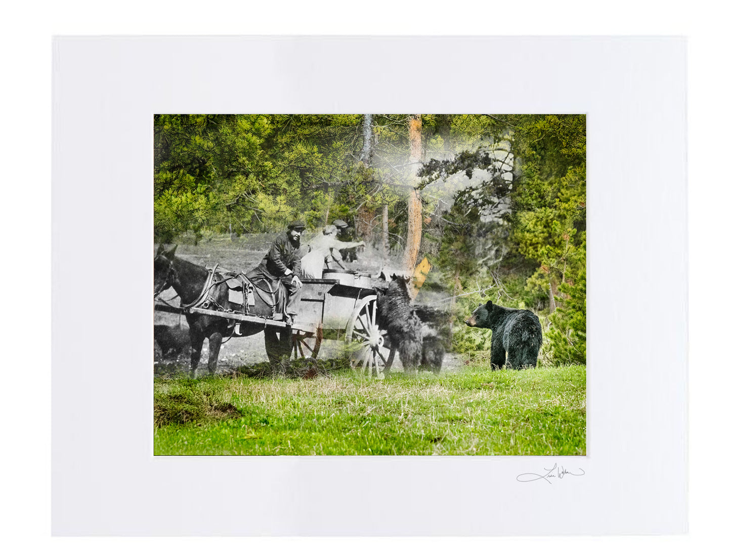 Bears Fed by Park Staff - Matted Print