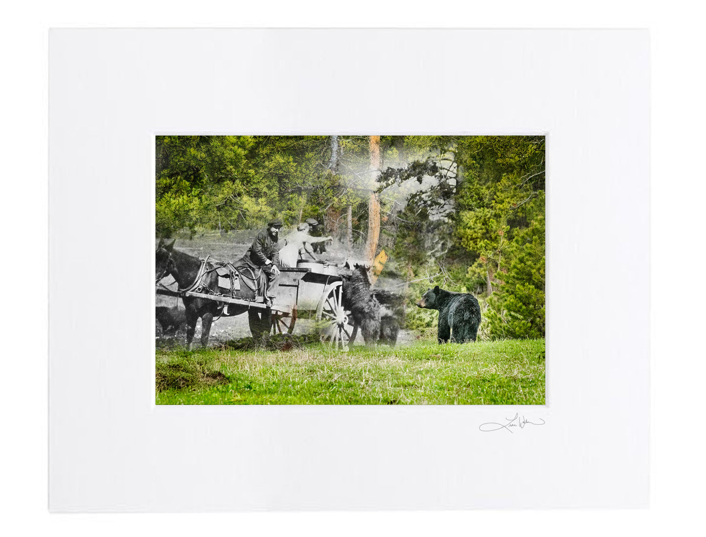 Bears Fed by Park Staff - Matted Print