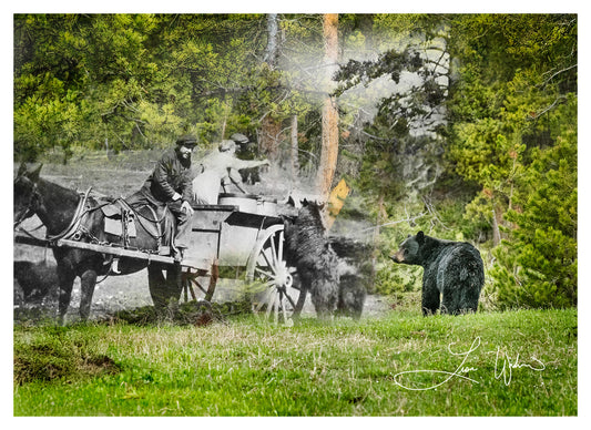 Bears Fed by Park Staff - Matted Print