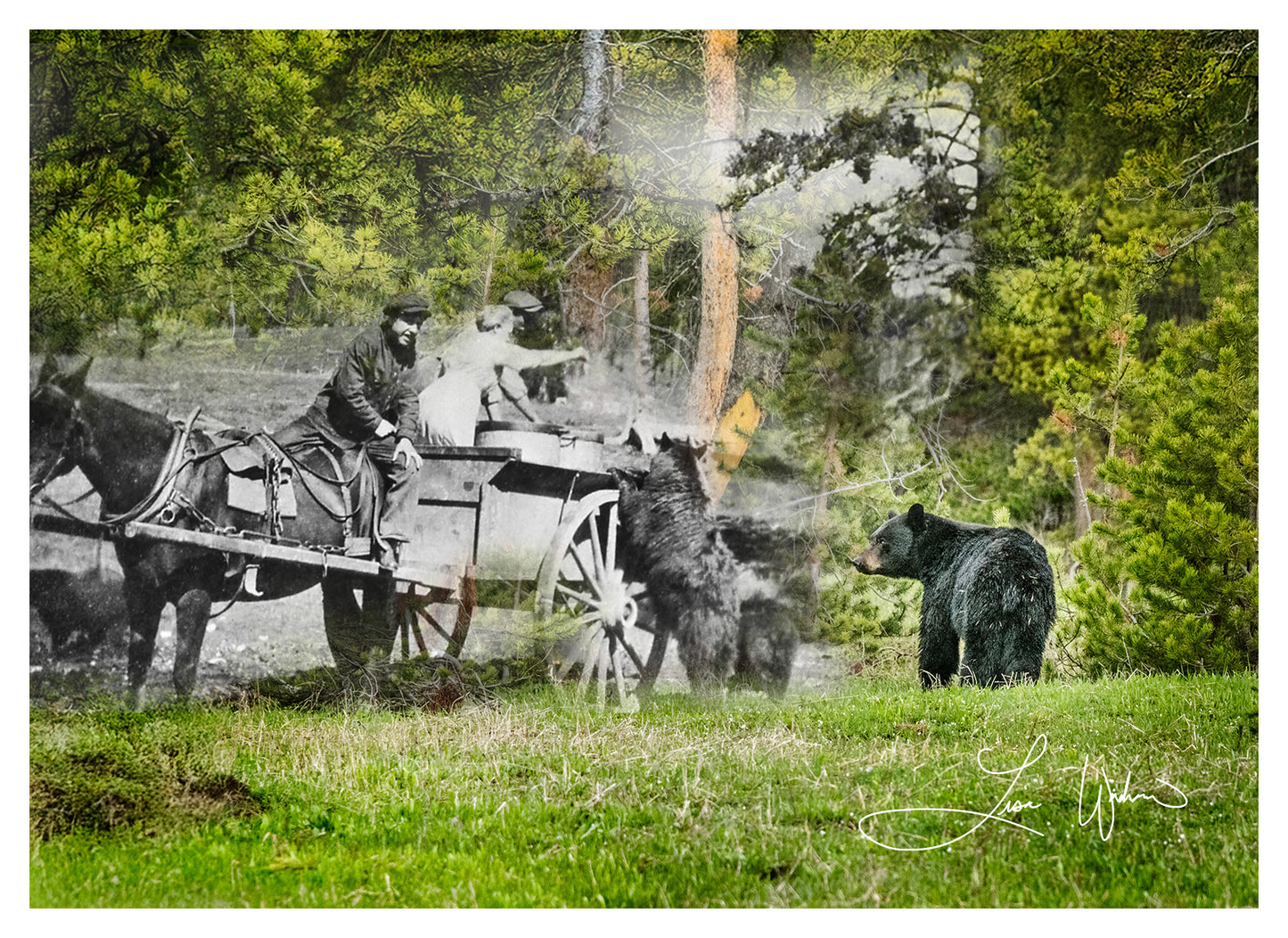 Bears Fed by Park Staff - Print Only
